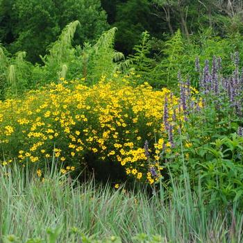 Coreopsis 'Gilded Lace' 