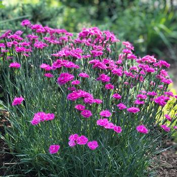 Dianthus gratianopolianus 'Pink Fire'