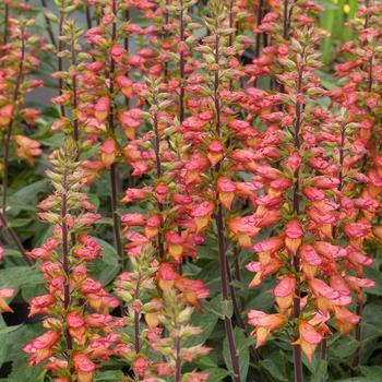 Digitalis x valinii 'Firebird'