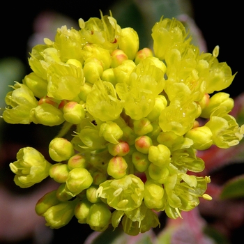 Eriogonum umbellatum 'Gentle Giant' 