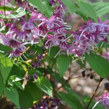 Epimedium 'Purple Pixie'