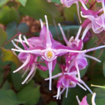 Epimedium 'Purple Pixie' (225927)