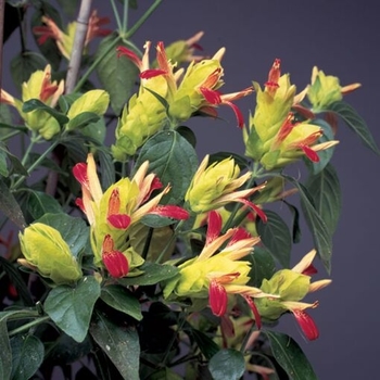 Justicia brandegeana 'Fruit Cocktail' 