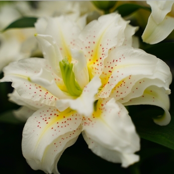 Lilium 'Sita' 