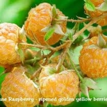 Rubus idaeus 'Anne' PP10411