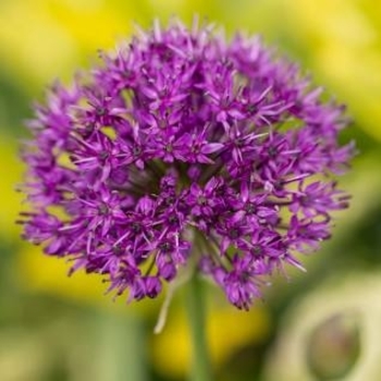 Allium schubertii