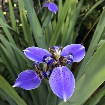 Neomarica caerulea 'Regina' 