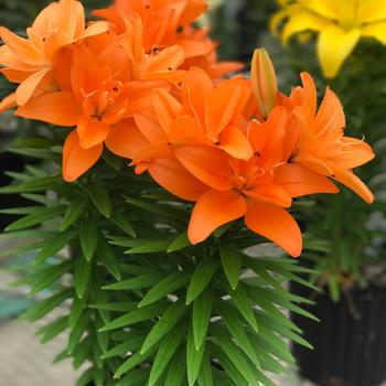 Lilium asiaticum 'Tiny Double Dutch' 