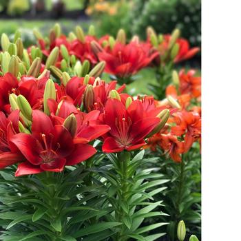 Lilium 'Summer Scarlet' 