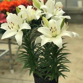 Lilium Lily Looks 'Summer Snow'