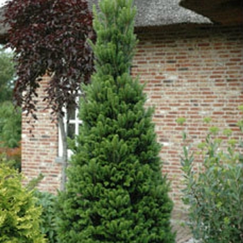 Abies alba 'Pyramidalis' 