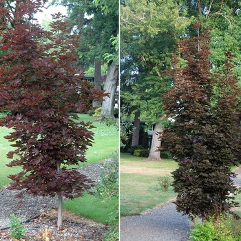 Acer platanoides 'Crimson Sentry' 