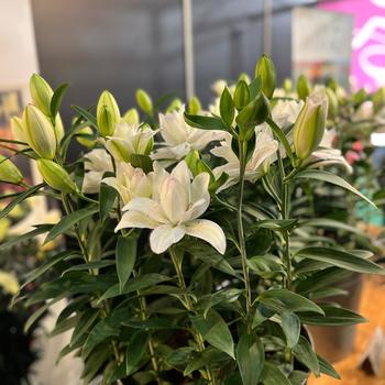 Lilium Lily Looks 'Sunny Double Bounty'