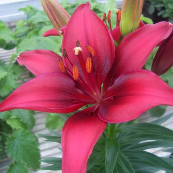 Lilium asiaticum Lily Looks 'Tiny Ghost'