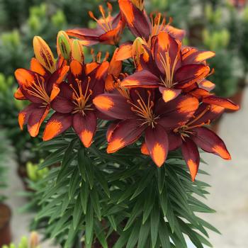 Lilium asiaticum Lily Looks 'Tiny Lion'