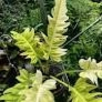 Philodendron 'Golden Erubescens' 