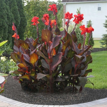 Canna 'Tropicanna Black' 