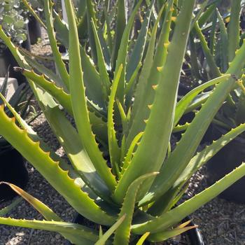 Aloe camperi