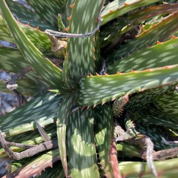 Aloe 'David Verity' 