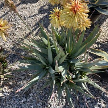 Aloe 'Moonglow' 