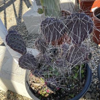 Opuntia phaeacantha 'Dark Knight' 