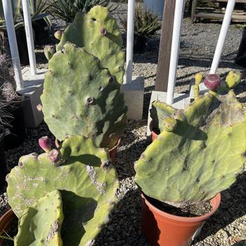 Opuntia gomei 'Old Mexico' 