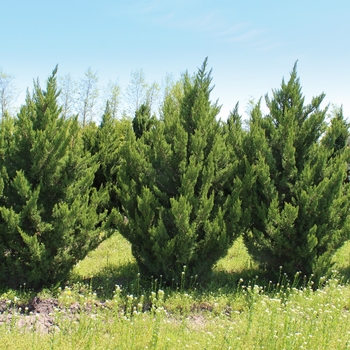 Juniperus chinensis 'Hooks' 