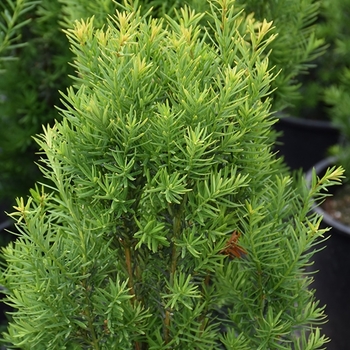 Taxus cuspidata 'Nova' 