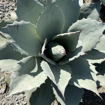 Agave ovatifolia 'Frosty Blue' 