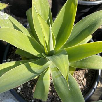 Agave attenuata