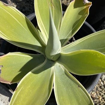 Agave attenuata 'Ray of Light' PP21854