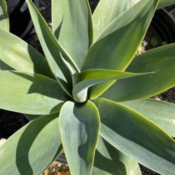 Agave attenuata 'Boutin Blue' 