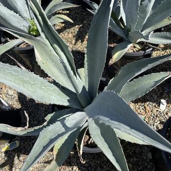 Agave americana 'Matsumoto' 