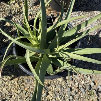 Agave bracteosa 'Calamar' 