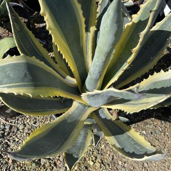 Agave 'Cornelius' 