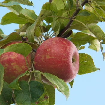 Malus 'Minnewashta' 