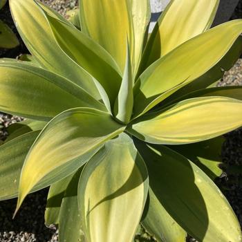 Agave attenuata 'Kara's Stripes' PP19444