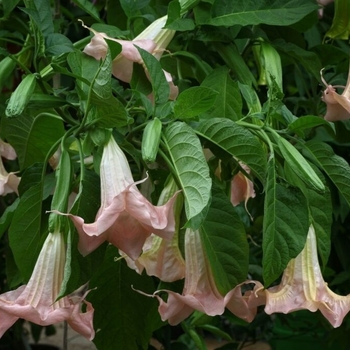 Brugmansia versicolor