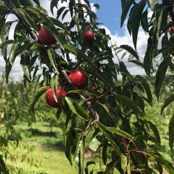 Prunus angustifolia