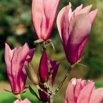 Magnolia 'Ann' 