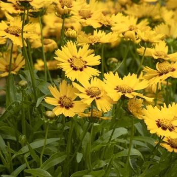 Coreopsis grandiflora 'Bright Touch' 