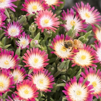 Delosperma 'Ruby' PP23453