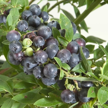 Vaccinium 'Northsky' 