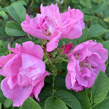 Rosa rugosa 'Foxi Pavement' 