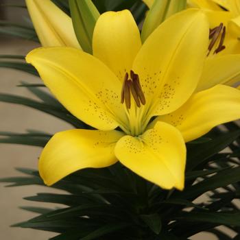 Lilium Lily Looks 'Summer Sun'