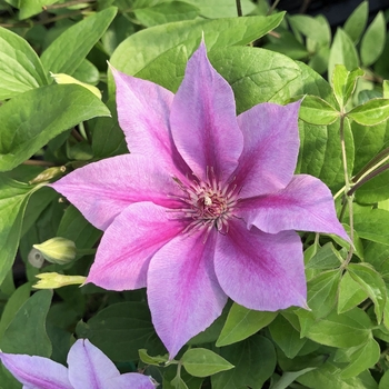 Clematis 'Rosalie' PPAF