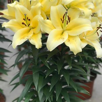 Lilium 'Sunny Bliss' PPAF