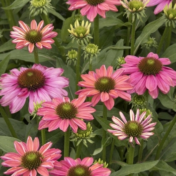 Echinacea 'Balevoeen' PP30998