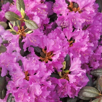 Rhododendron 'P.J.M. Compacta' 