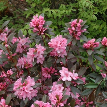 Rhododendron 'Weston's Aglo' 